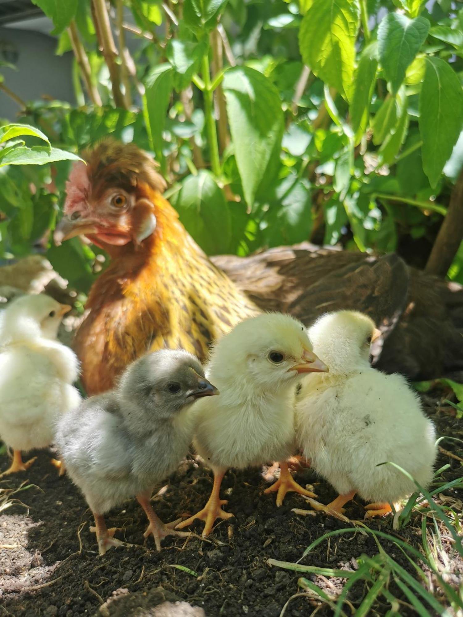 Farm Stay Pri Cepcovih Golac Luaran gambar